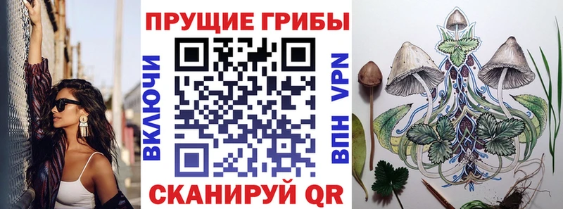 Галлюциногенные грибы Psilocybe  Алейск 